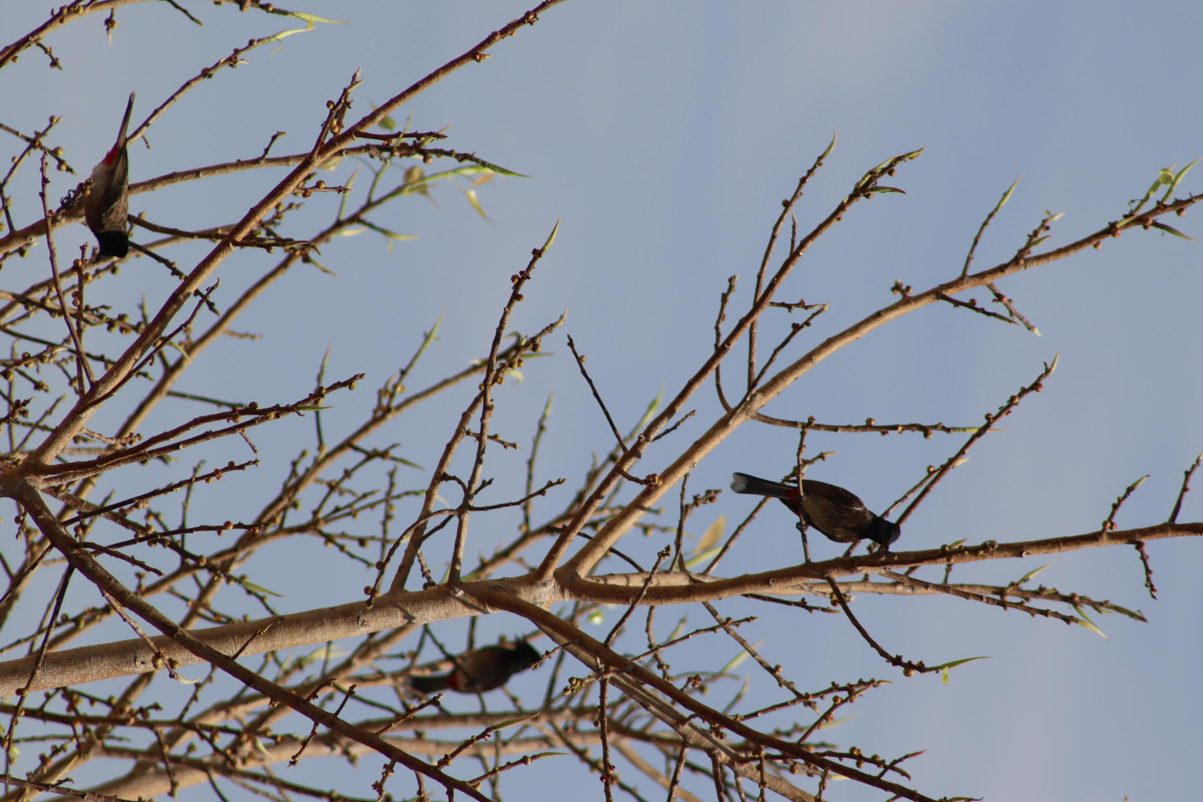birds