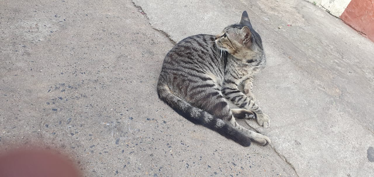 cat